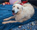Small #2 Great Pyrenees