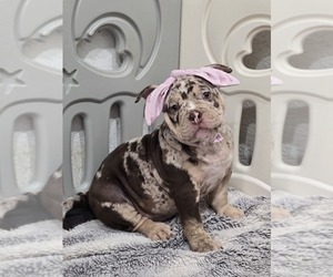 American Bully Puppy for sale in NORTH PORT, FL, USA