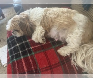 Mother of the Shih Tzu puppies born on 07/25/2025