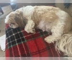 Small Photo #1 Shih Tzu Puppy For Sale in KETTLE FALLS, WA, USA