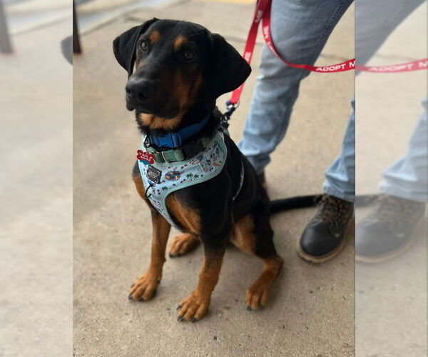 Medium Photo #1 Mutt Puppy For Sale in Fairfax, VA, USA