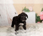 Small Photo #2 Schnauzer (Miniature) Puppy For Sale in WARSAW, IN, USA