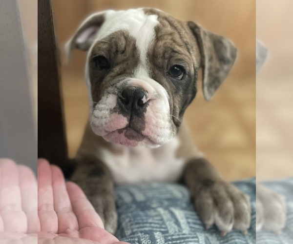 Medium Photo #8 Olde English Bulldogge Puppy For Sale in FLORESVILLE, TX, USA