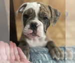 Small Photo #8 Olde English Bulldogge Puppy For Sale in FLORESVILLE, TX, USA
