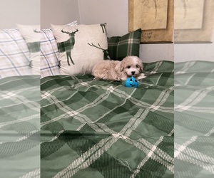 Maltese-Poodle (Toy) Mix Puppy for sale in BENSON, NC, USA