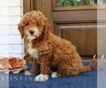Small Goldendoodle (Miniature)