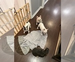 Small Photo #3 French Bulldog Puppy For Sale in SHERWOOD, AR, USA