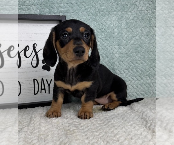 Medium Photo #6 Dachshund Puppy For Sale in FRANKLIN, IN, USA