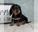 Small #5 Dachshund