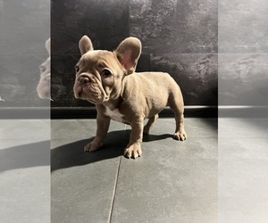 French Bulldog Puppy for sale in NEW YORK, NY, USA