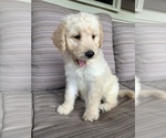 Small Photo #3 Goldendoodle Puppy For Sale in ALFORDSVILLE, IN, USA