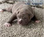 Small Photo #3 American Bulldog Puppy For Sale in COLUMBIA, KY, USA