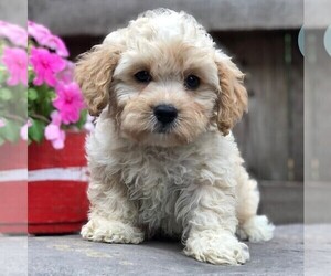 Cavapoo-Poodle (Toy) Mix Puppy for sale in DRY RUN, PA, USA