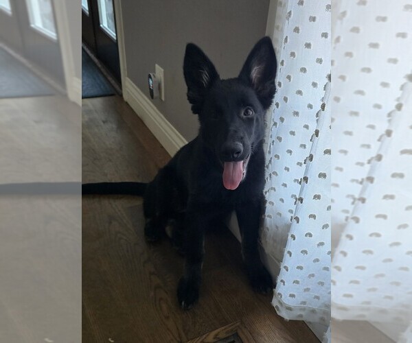 Medium Photo #2 German Shepherd Dog Puppy For Sale in WALNUT CREEK, CA, USA