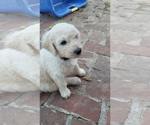 Goldendoodle Puppy for sale in WATERLOO, IL, USA