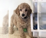 Puppy Lily Poodle (Standard)