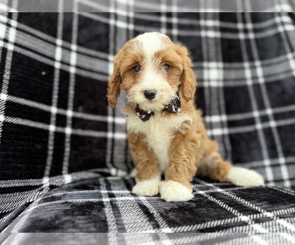Medium Photo #4 Cavapoo (Miniature) Puppy For Sale in LAKELAND, FL, USA