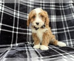 Small #3 Cavapoo (Miniature)