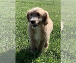 Small Photo #24 English Cream Golden Retriever-Poodle (Standard) Mix Puppy For Sale in DEARBORN, MO, USA