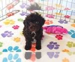 Dexter - Male Cockapoo (Toy)-Poodle (Toy) Mix Puppy for Sale - Photo #2