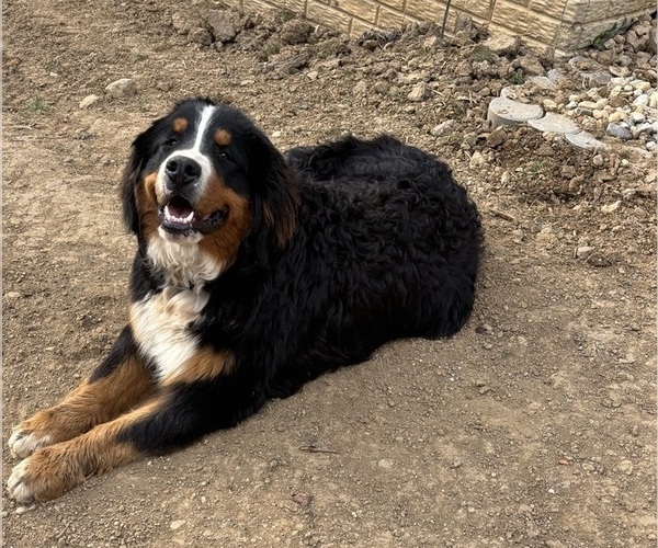 Medium Photo #1 Bernese Mountain Dog Puppy For Sale in SECOR, IL, USA
