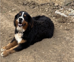 Mother of the Bernese Mountain Dog puppies born on 06/26/2025