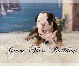 Bulldog Puppy for sale in OOLOGAH, OK, USA