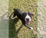 Small #1 Mutt