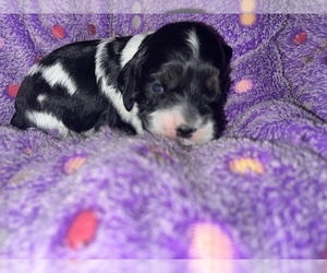 Cocker Spaniel Puppy for sale in LEANDER, TX, USA