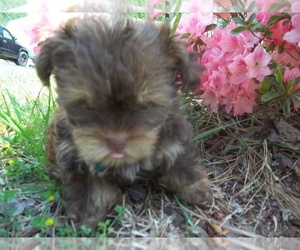 Shorkie Tzu Puppy for sale in SPRING LAKE, NC, USA