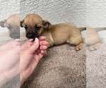 Small #11 Chiweenie-Jack Russell Terrier Mix