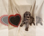 Small Photo #44 Goldendoodle-Sheepadoodle Mix Puppy For Sale in ROCHESTER, NY, USA