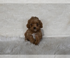 Cockapoo Puppy for sale in FRESNO, OH, USA