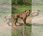 Small #8 Mutt