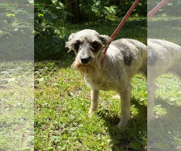 Medium Photo #6 Mutt Puppy For Sale in HOPKINSVILLE/PRINCETON, KY, NH, USA
