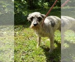 Small #5 Mutt
