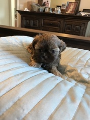Shih Tzu Puppy for sale in JACKSONVILLE, TX, USA