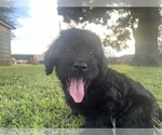 Small #39 Labradoodle