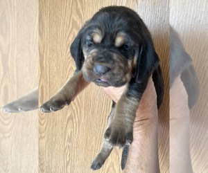 Bloodhound Puppy for sale in FORT MORGAN, CO, USA