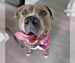 Small #1 American Pit Bull Terrier Mix
