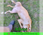 Small #8 American Staffordshire Terrier-Catahoula Leopard Dog Mix