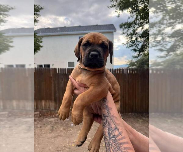 Medium Photo #1 Cane Corso Puppy For Sale in COLORADO SPRINGS, CO, USA