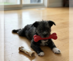 Small Mutt