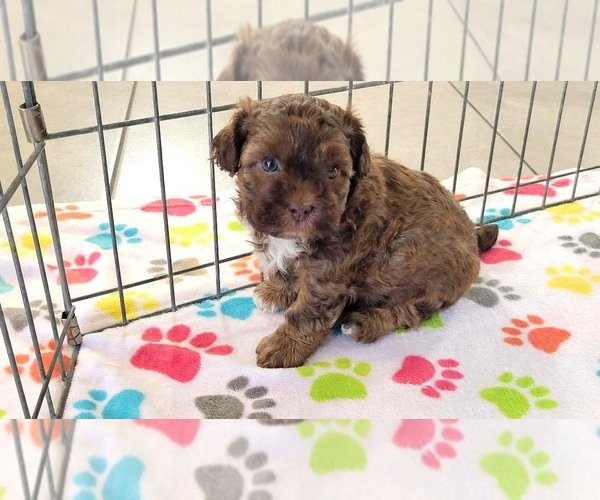 Medium Photo #9 ShihPoo Puppy For Sale in ORO VALLEY, AZ, USA