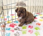 Small #8 ShihPoo