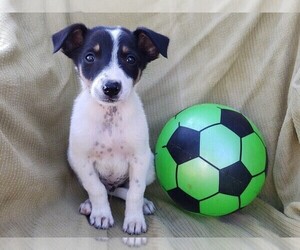 Border Collie-English Shepherd Mix Puppy for sale in FREDERICKSBRG, PA, USA