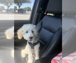 Small #2 Maltipoo (Miniature)