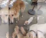 Small #2 Borzoi