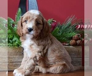 Cock-A-Poo Puppy for sale in TERRE HILL, PA, USA