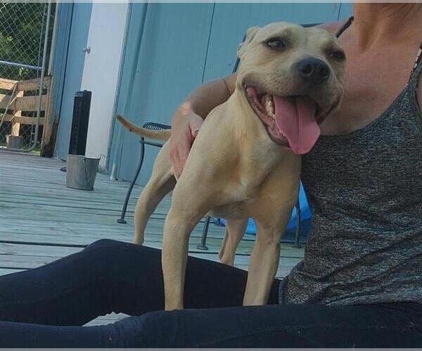 Medium Photo #21 American Pit Bull Terrier Puppy For Sale in Murfreesboro, NC, USA
